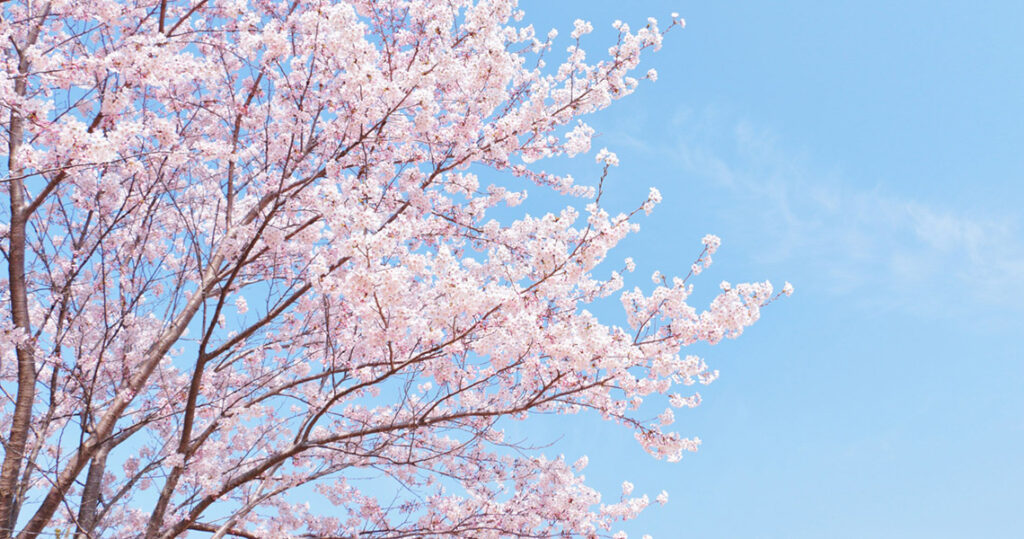 青空の中、桜の木が映し出されている